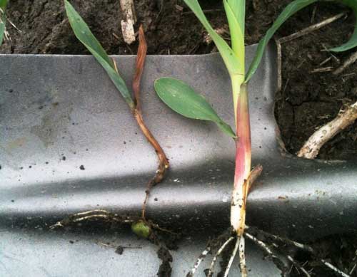 CORN SEEDLING IMPACT FROM PYTHIUM